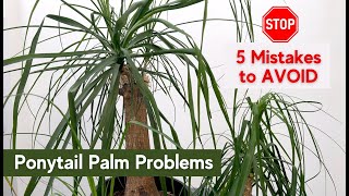 Ponytail Palm Problems ❌ 5 Mistakes to Avoid ✅ Care Tips for Beaucarnea Recurvata