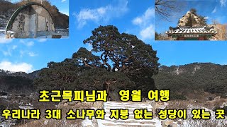 우리나라 3대 소나무와 지붕 없는 성당이 있는 영월 여행.