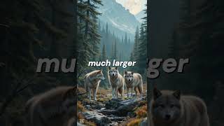 3 Mind-Blowing Facts About Wolves in 30 Seconds! 🐺#subscribe #shortvideo #shorts