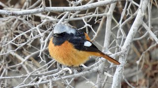 【野鳥】冬の朝の野鳥観察