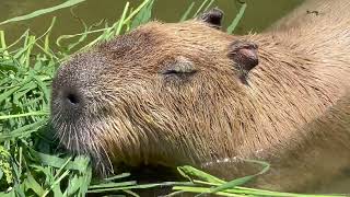 カピバラ【市川市動植物園】カピバラの毛は さわると硬くてゴワゴワ！朝ごはんの様子と かわいい顔 2022.8.3【水族館・動物園の生き物動画】千葉 Alpaca Japan Zoo