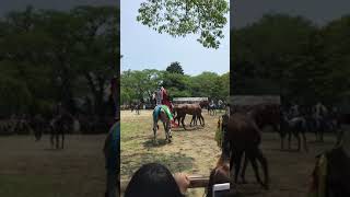 「相馬野馬追」本祭り・お行列　南相馬市小高区「野馬懸」　野馬の追込み三頭目