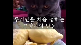 두리안을 처음 접하는 고양이의 반응 Cat's first reaction to durian