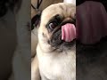 パグ そんなところにティッシュ付けてきたの⁉︎ a pug with tissues on your eyes