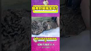 猫有时间观念吗？ #宠物 #猫  #猫咪 #有趣的貓 #有趣的动物 #情感共鸣