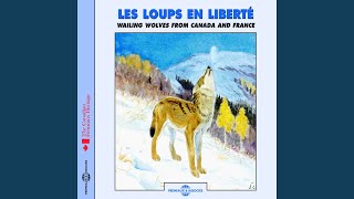 Loups en semi-Liberté en France: Divers cris et grognements (Semi-captive wolves in France:...