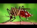 anti mosquito 8 horas melhor som repelente de mosquito e pernilongo parte 2