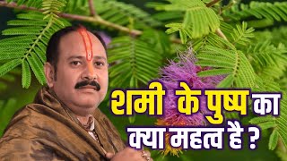 शमी  के पुष्प का क्या महत्व है ?Vitthlesh Seva Samiti Sehore #pandit_pradeep_ji_mishra