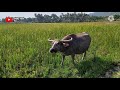 rombongan kerbau gembala di sawah indahnya alam pedesaan kerbau buffalo