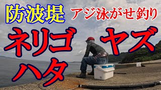 【防波堤】アジ泳がせ釣りで、ヤズ、ネリゴ、マハタが釣れた３days＃釣り＃防波堤＃アジ＃アジ泳がせ釣り＃泳がせ釣り＃ヤズ＃ネリゴ＃マハタ