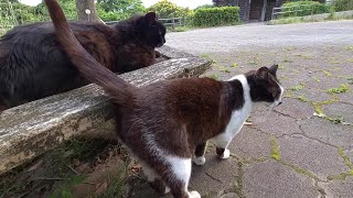 割と仲が良いのかな？くるんしっぽな丸顔黒ねこと細長しっぽの黒白ねこ　-Diary of visiting cats in Japan-