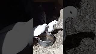 КӨГЕРШІН PIGEONS КЕПТЕР ГОЛУБИ 24 сентября 2023 г.