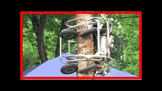 Breaking News | Watch this tree-climbing chainsaw monster shave this timber clean