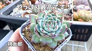 【多肉植物】夏に向けて今から始める！【にじいろクックママ】