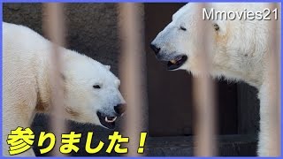 ララに押さえ込まれギブアップ！のリラ　ホッキョクグマ親子　　Polar Bears