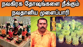 நவகிரக தோஷங்களை நீக்கும் நவதானிய முளைப்பாரி | ஸ்ரீ ஆதிசித்தர் ஆன்மீக நிலையம்