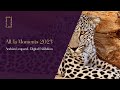 Arabian Leopard - Digital Exhibition