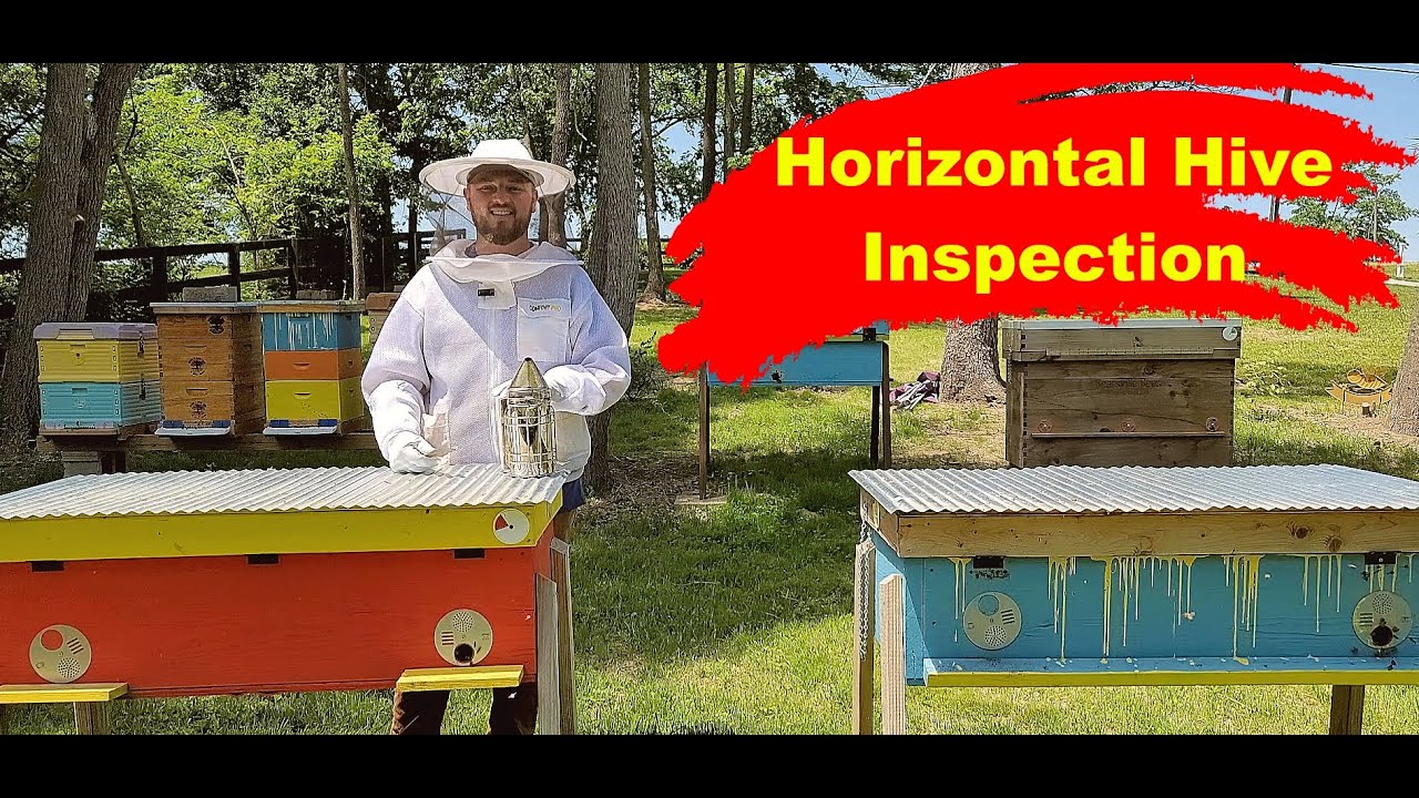 Long Hive Inspection Youtube
