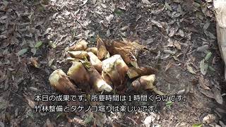 【山活】一番旨い！孟宗竹（モウソウチク）のタケノコ堀り / Japanese Bamboo shoot \