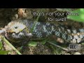 prey predator video clip । buff striped keelback and indian painted frog । snake eats a frog ।