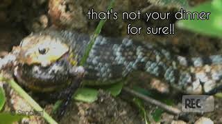 Prey- Predator video clip । Buff Striped Keelback and Indian Painted Frog । Snake eats a frog ।