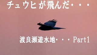 チュウヒが飛んだ・・・渡良瀬遊水地 Part1