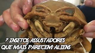 7 insetos assustadores que mais parecem aliens