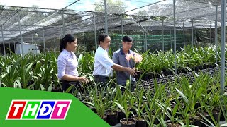 Thu nhập hấp dẫn từ đa dạng giống lan huệ | THDT