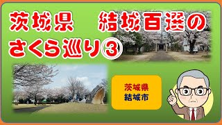 【結城市さくら巡り③】結城桜めぐりコース。聰敏神社・結城城跡公園・水辺公園・蛭子神社・大輪寺・けやき公園・下り松中央公園の桜見物。