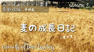 ちっぱぁのチート農業 season2 【麦栽培編その6】麦の成長日記