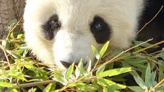 たべているだけでも、かわいいよ♥ タンタン🐼 #王子動物園