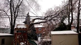Trees Falling Compilation #7