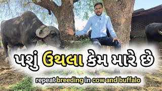 હવે નહી મારે પશું ઉથલા||repeat breeding in cattle and buffalo in gujrat