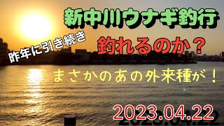 新中川でウナギ釣り‼️あたり乱発❗️鈴が鳴るなり新中川❗️まさかのヤンキー外来種が釣れた‼️