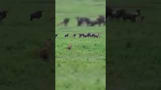 africa wild animals and wild animals things-malamala safari moments #animals 2021 #wildanimals #Lion