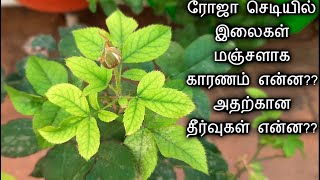 வெளிறிப்போன ரோஜா செடி இலைகள் பச்சை நிறமாக மாற முக்கிய டிப்ஸ் Tips to treat yellow leaves in Rose