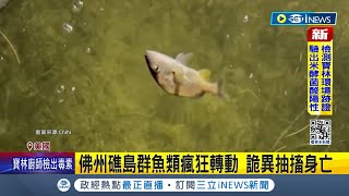 美佛州30種魚類\