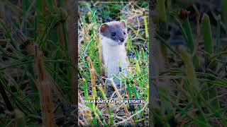 The cutest hunter ermine #science #sciencefacts