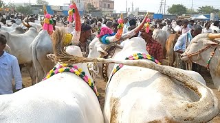 Super racing Big size khilari bull's || గిరక పందెంలు, మరియు సేద్యం పనుల్లో బాగా ఆరితేరిన ఎద్దులు ||