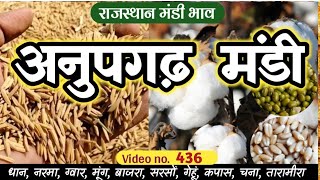 आज का अनूपगढ़ मंडी भाव नरमा धान ग्वार बाजरा | Anupgarh mandi bhav | Anoopgarh mandi rate 3 Dec.2024