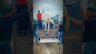 घोड़ी को पिकअप में से बैक उतारते हुए उतारने का तरीका कैसा लगा?🐎❣️👍 #youtubeshorts #horse