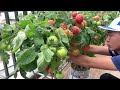 growing tomatoes on the balcony and the unexpected happened