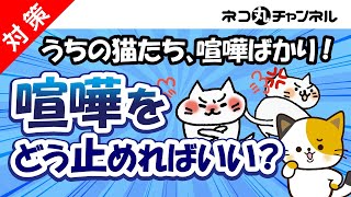 【猫のしつけ編】猫の喧嘩が激しい原因と「猫の喧嘩を止める」の賢い方法