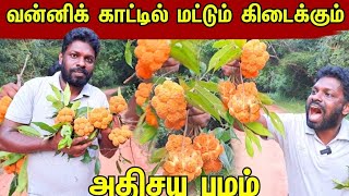 எங்க ஊரு ஸ்ரோபரி பழம் | முல்லைத்தீவு | vanni vlog