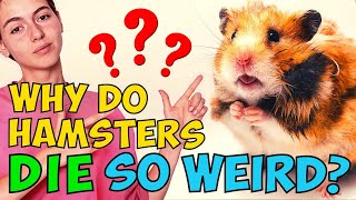 Why Do Hamsters Die So Weird??