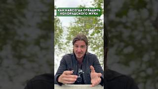 Как навсегда отвадить колорадского жука #дача #урожай #садовод #рецепт #овощи #сад #огород #жуки