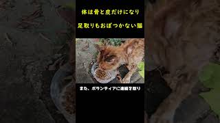 やせ細った野良猫を救った女性