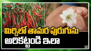 మిర్చిలో తామర పురుగును అరికట్టండి ఇలా: Red Chilli Farming Methods | Matti Manishi | 10TV News