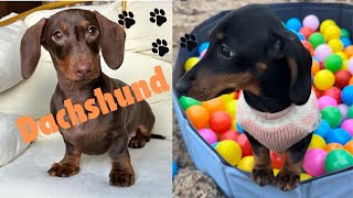 Dachshund Boat trip is The Cutest  Thing Ever ,Dachshund VS Waves! Cutest Sausage dog videos