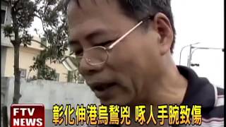 烏鶖繁殖期 兇狠護子攻擊人－民視新聞